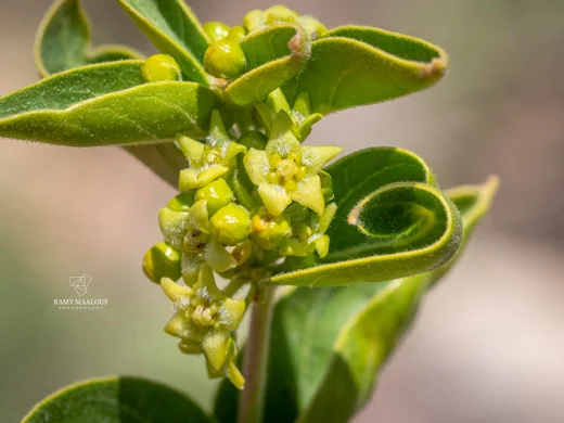 Vincetoxicum dionysiense