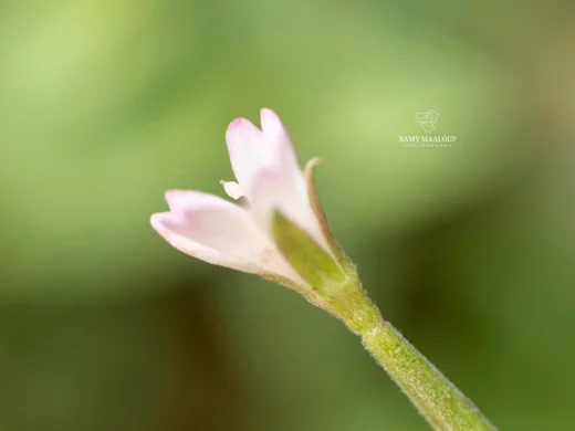 Epilobium lanceolatum