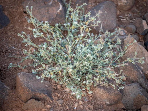 Heliotropium bovei