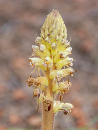 Orobanche palaestina