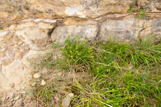 Carex pallescens