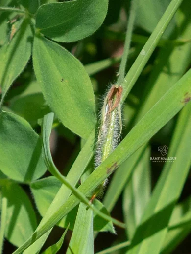 Lathyrus laxiflorus subsp. laxiflorus