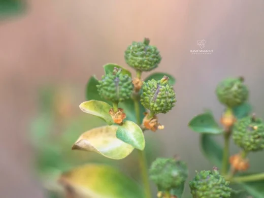 Euphorbia hierosolymitana var. hierosolymitana
