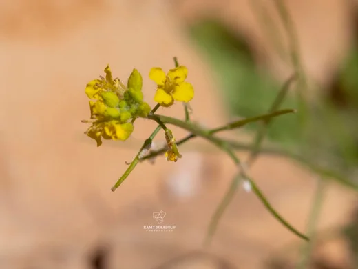 Sisymbrium sp. (Harissa - Tannourine)