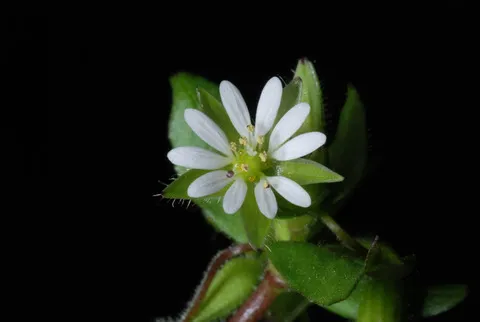 نسب المصنف - غير تجاري 4.0 دولي (CC BY-NC 4.0)- i naturalist.