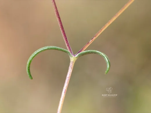 Lomelosia argentea