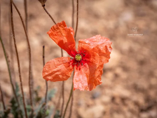 Papaver polytrichum