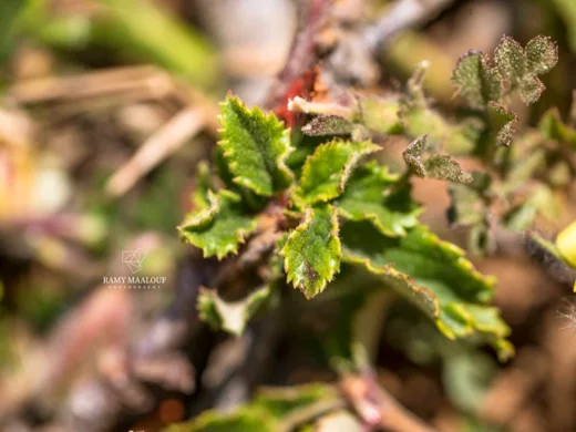Ononis adenotricha