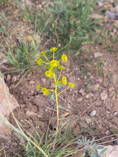 Euphorbia macroclada