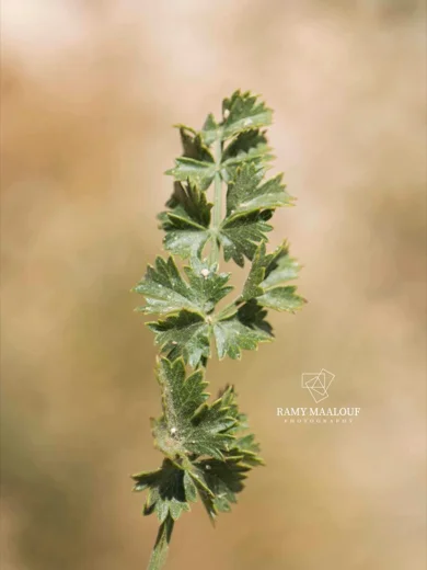 Pimpinella tragium