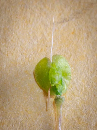 Allium sp. (Zeraaya)