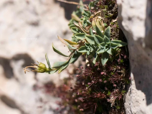 Linum toxicum