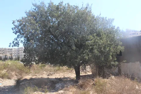 صورة عامة، شهر تشرين الأول. هذه الصورة مرخصة تحت المشاع الاٍبداعي نسب المصنف - غير تجاري 4.0