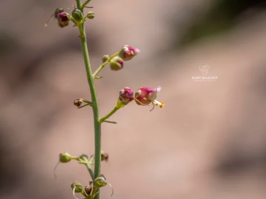 Scrophularia libanotica var. nevshehirensis
