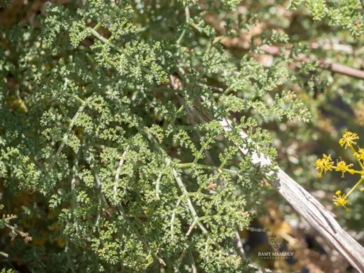 Lophosciadium syriacum