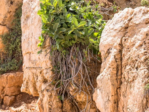 نبق لبناني