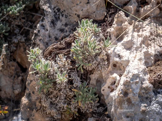 Onosma rascheyana