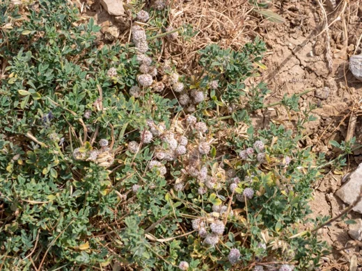 حامول مسطح الزهرة