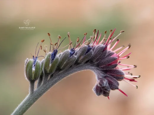 Solenanthus stamineus