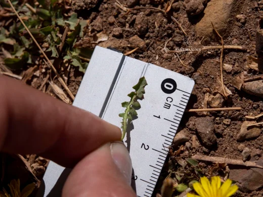 Taraxacum cf. bithynicum