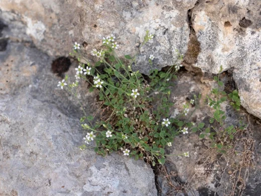 Arenaria deflexa