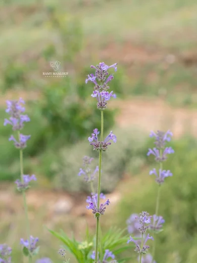 Nepeta cilicica