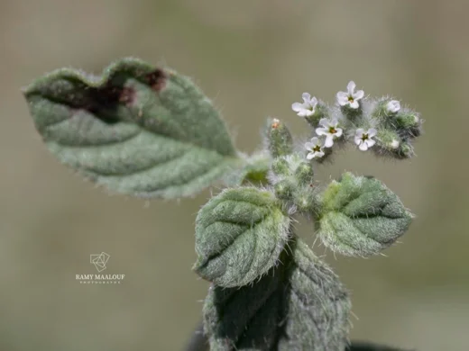 Heliotropium supinum