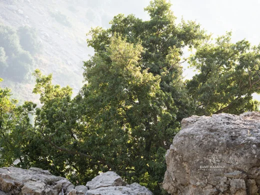 Quercus calliprinos