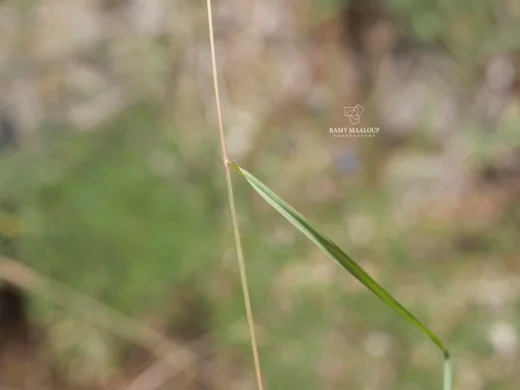 Andropogon distachyos