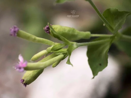 Silene aegyptiaca