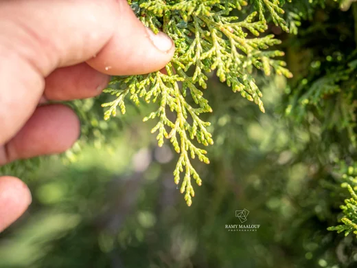 Juniperus excelsa