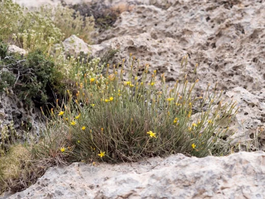 Gelasia rigida