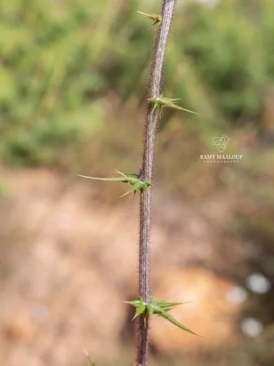 قنفذي غاياردو