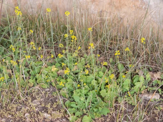 Sisymbrium sp. (Harissa - Tannourine)