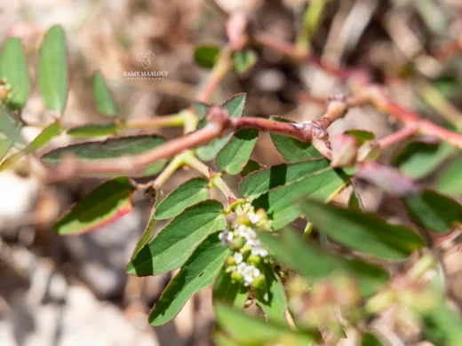 Euphorbia indica