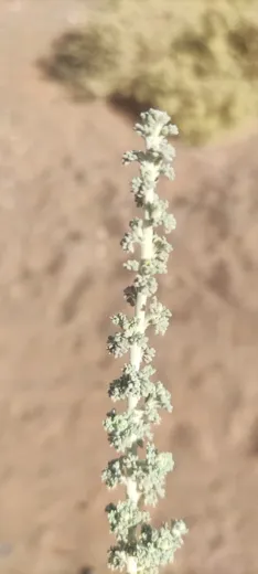 البعيثران
