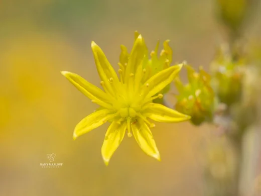 Petrosedum tenuifolium