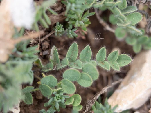 Astragalus nummularius subsp. trichopterus