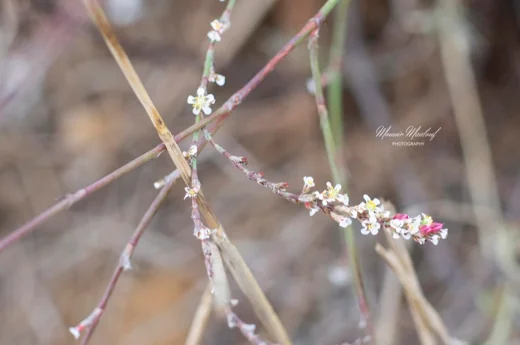 Polygonum equisetiforme