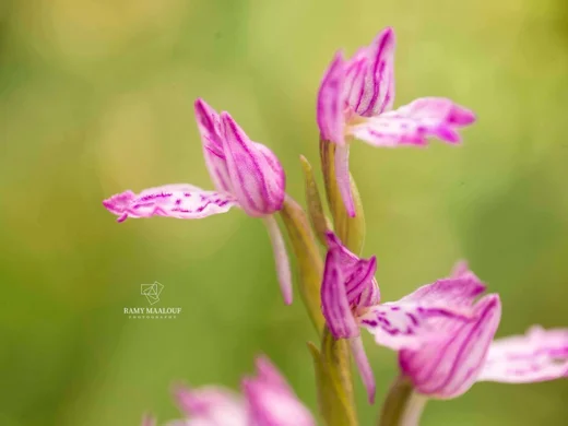 Dactylorhiza iberica