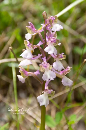 Anacamptis morio subsp. syriaca