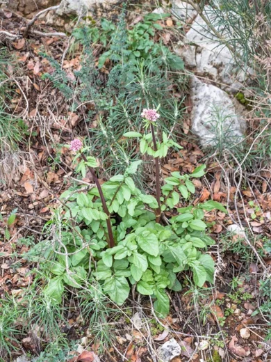Valeriana italica
