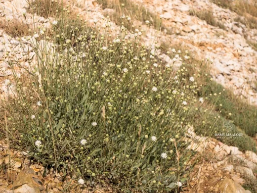 طردان نجمي الشعر