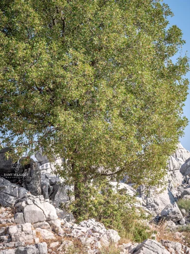 Quercus infectoria subsp. veneris