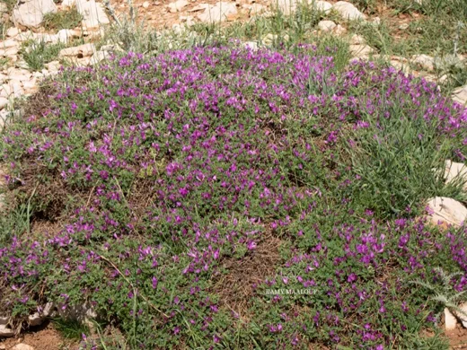 عنبريس أقرن