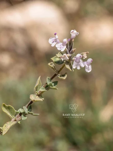 Ziziphora clinopodioides subsp. clinopodioides