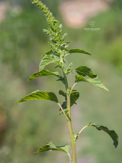Amaranthus hybridus