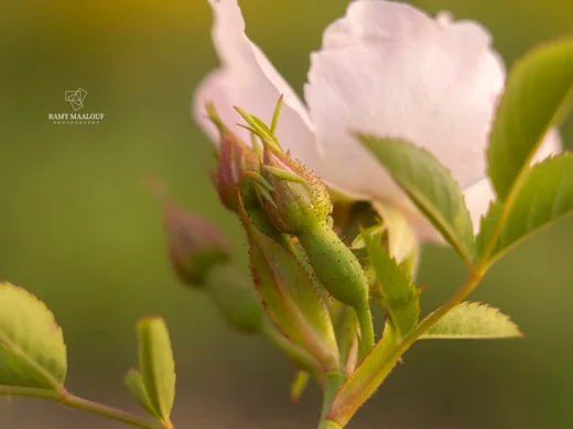 Rosa × andegavensis