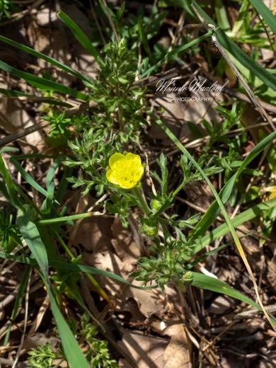 Ranunculus millefolius subsp. hierosolymitanus