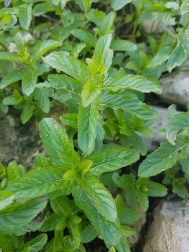 نعنع بري